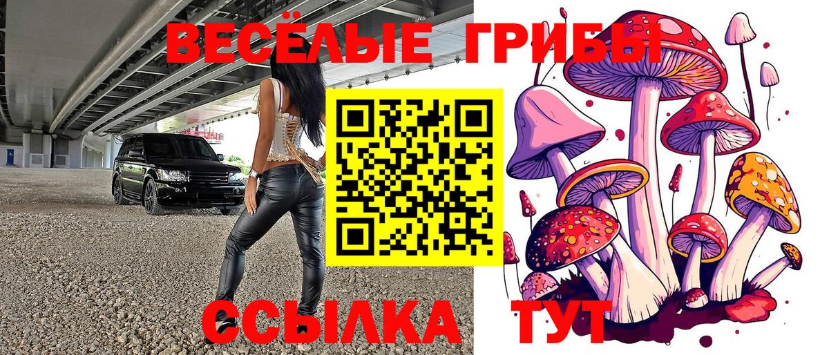 Галлюциногенные грибы Psilocybine cubensis Томск